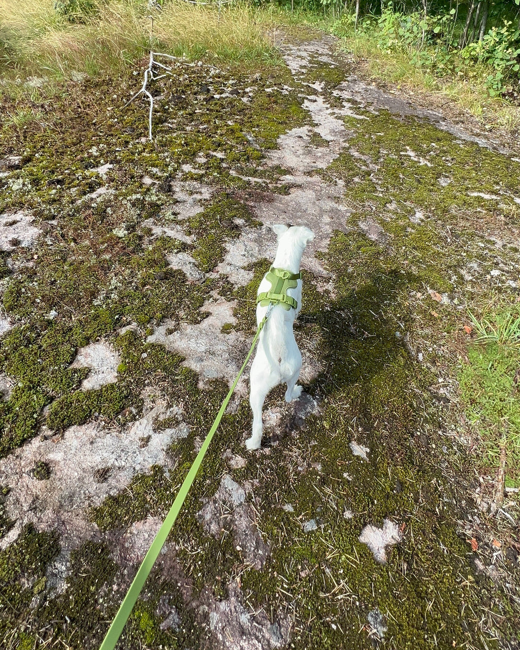 Boji Move Set in Olive