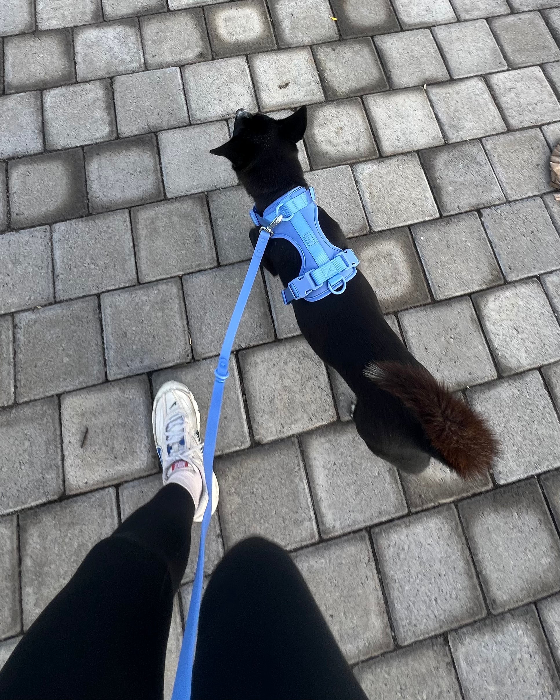 Boji Waterproof Hands-free Leash