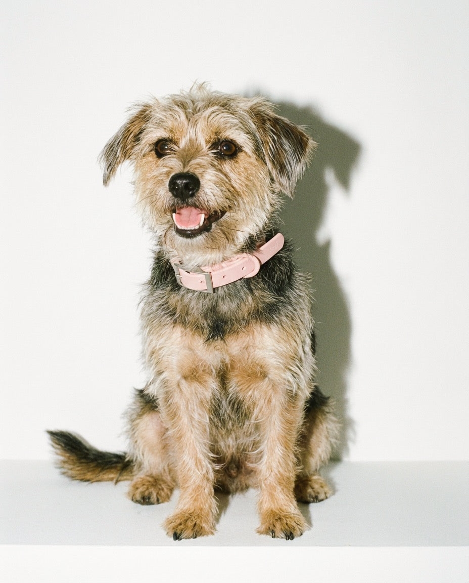 Boji Waterproof Collar