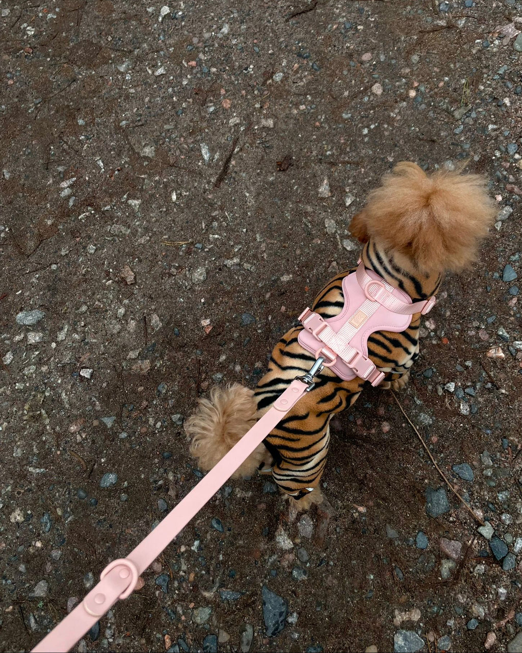 Boji Move Set in Bloom